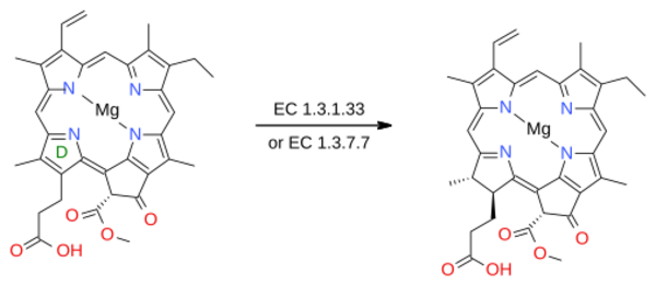 Chlorophillide synthesis