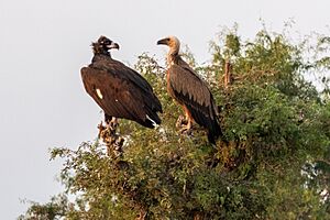 Cinereous Vulture and Eurasian Griffon (50862528446)