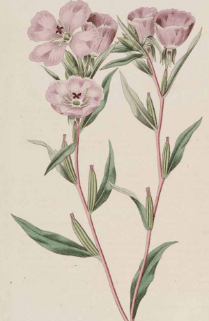 Clarkia purpurea M. hart.png