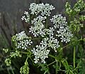 Conium maculatum Lincolnshire 2