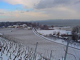 Vineyards outside Cortaillod village