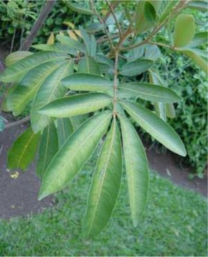 Cossinia-pinnata-feuilles.JPG