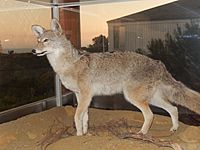Coyote exhibit, Cabrillo National Monument DSCN0451