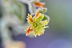 Dedeckera eurekensis, Laws, Coldwater Canyon, 2020.07.26 (04)