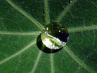 Dew on nasturtium leaf