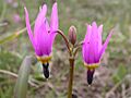 Dodecatheon conjugens flowers (3524783003).jpg