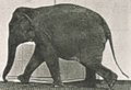 Elephant Walking animated