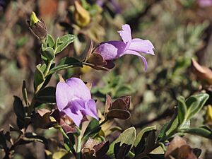 Eremophila georgei leaves and flowers 3
