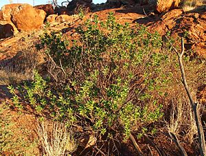 Eremophila serrulata