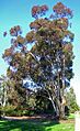 Eucalyptus cladocalyx (1)