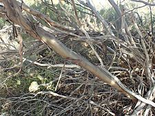 Eucalyptus diminuta bark