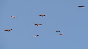 Eurasian Griffons Egyptian and Cinereous Vultures (50861823513)