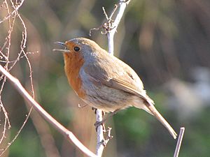 Ivel Valley Wild Bird Food  10 Fun Facts About Robins - Ivel