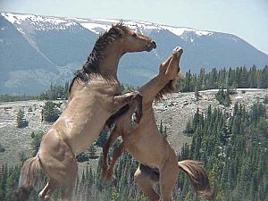 Feral stallions fighting- Pryor Mountain Wild Horse Range - Montana