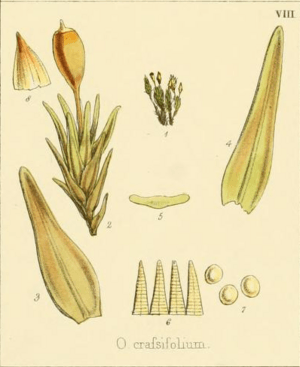 Fig 8 of Plate LVII The botany of the Antarctic voyage of H.M. discovery Erebus and Terror.png