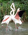 Fighting Flamingos (6911914548)
