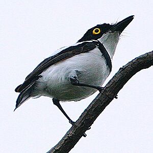 Flickr - Rainbirder - Senegal Batis (Batis senegalensis).jpg