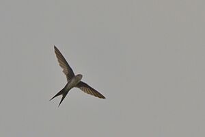 Fork-tailed Palm-Swift showing forked tail