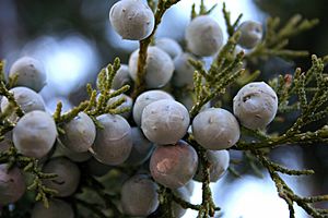 Fresh berries on the juniper tree. Gin anyone? (2359721247)