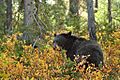 Grand Tetons black bear