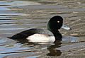 Greater scaup male