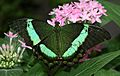 Green Swallotail (Papilio palinurus) - Relic38