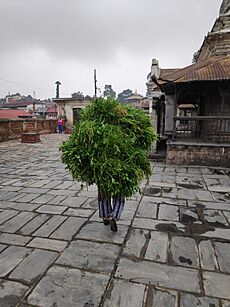 Green fodder