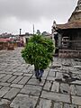 Green fodder