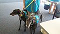 Greyhound Therapy Dogs