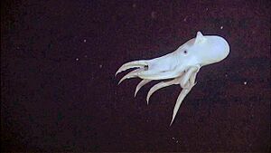 Grimpoteuthis bathynectes