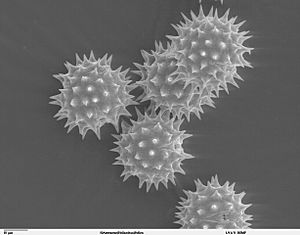 Helianthus annuus pollen 1