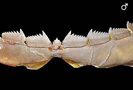Hexanchus griseus lower teeth male