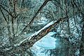 Hinkson Creek on a Winter Day (16606575305)
