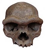 Homo longi holotype.jpg