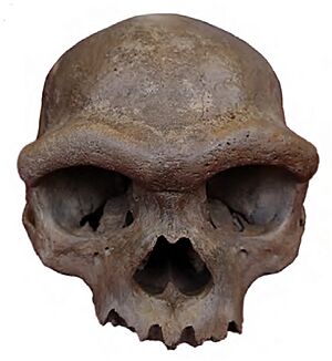 Homo longi holotype