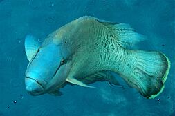 Humphead wrasse surface
