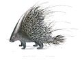 Hystrix cristata Hardwicke