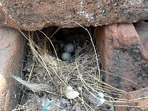 Indian Robin bird (Saxicoloides fulicatus) Nest and Eggs 01