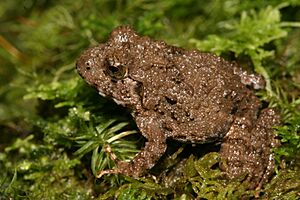 Indirana phrynoderma - Davidraju IIMG 2484 a.jpg