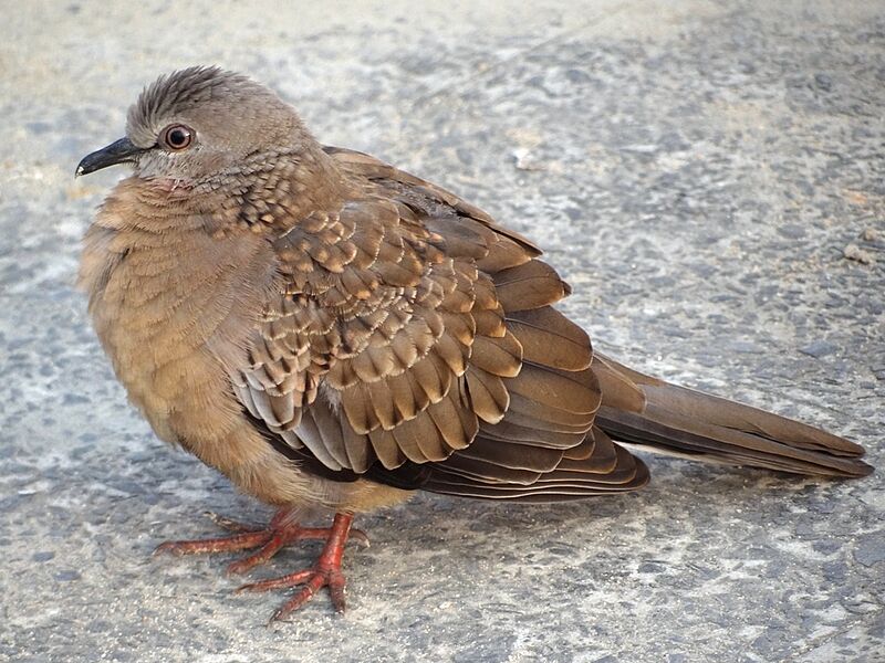 Juvenile Spotted Dove