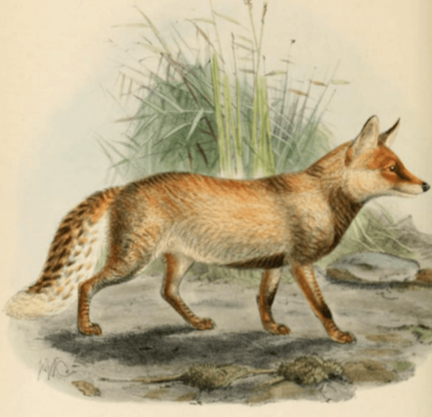 Keulemans hill fox