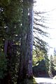 Korbel CA OldArrowTree