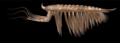 Leanchoilia superlata study cropped