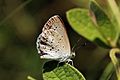 Lesser grass blue (Zizina otis lampa) male underside I