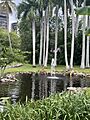 Lily pond at the Edson and Ford Winter Estates