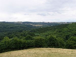 Lineover Woods - geograph.org.uk - 43919