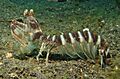 Mantis Shrimp Sole and Eel - Lysiosquillina maculata (cropped)