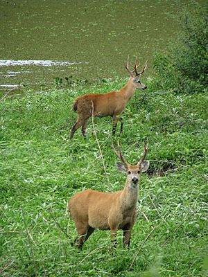 Marsh deer Two males Pantanal