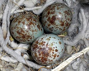 Mocking Bird eggs