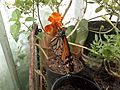 Monarch feeding from marigold